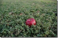 day 3 apple 021