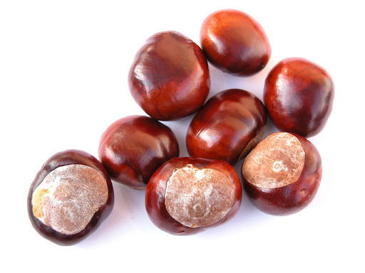 Chestnuts are unique among Chestnuts are unique among