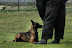Keuring mei 2010 peter,jan 028.jpg