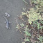 Lava Lizard