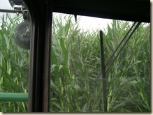 Into the corn