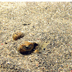 Stingray eyes (Paradise Jetty, Manado)