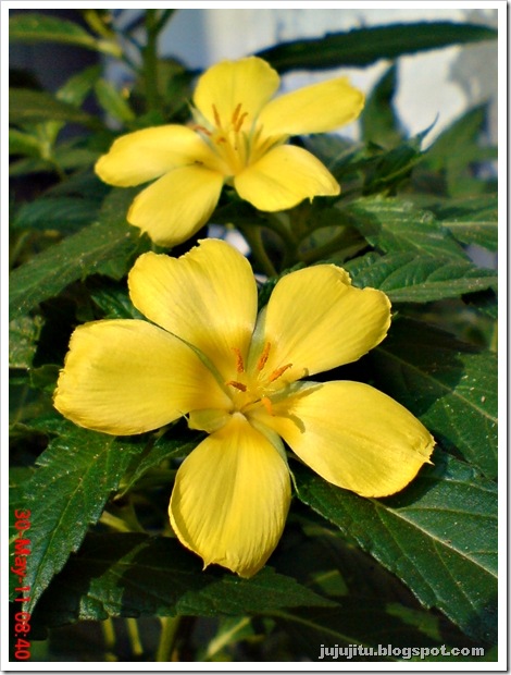 bunga pukul delapan kuning_turnera ulmifolia