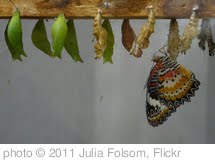 'Butterfly and Chrysalises' photo (c) 2011, Julia Folsom - license: http://creativecommons.org/licenses/by-sa/2.0/