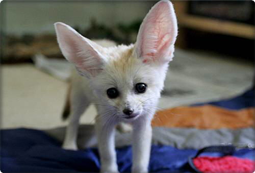 Fennec Fox (Vulpes zerda)