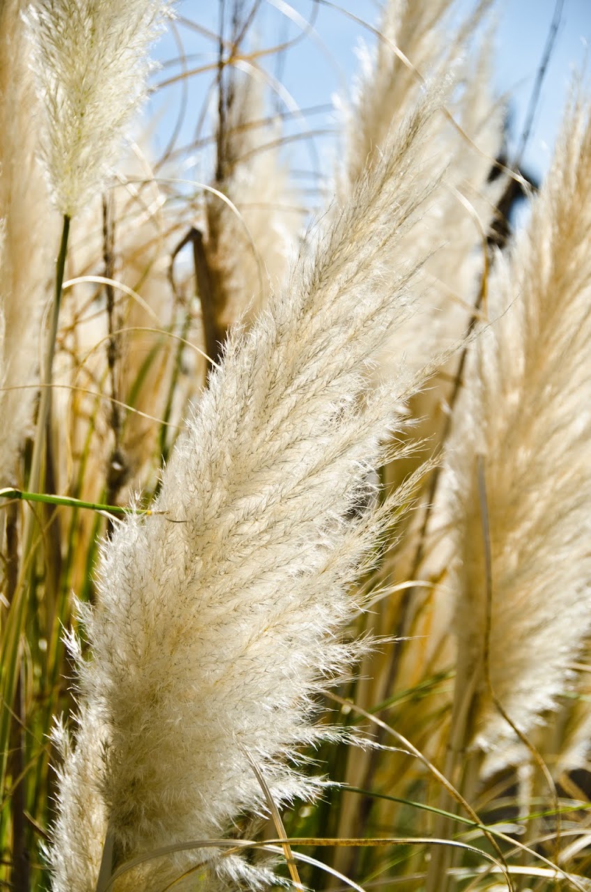 Wheat in Tuscany