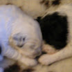 puppen anna 044.jpg