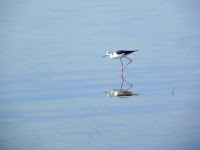 Cervia Photo