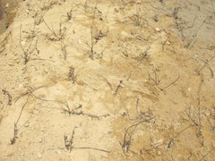 bog new set vines close up bog new set vines close up