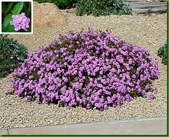 Lantana montevidensis