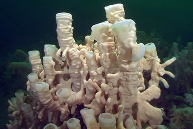 It's only been a few years since scientists in B.C. rediscovered ancient glass sponge reefs once thought to be extinct, but the same scientists are now warning the creatures are at risk of destruction from fishing operations. Photo: Neil McDaniel