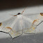 White moth