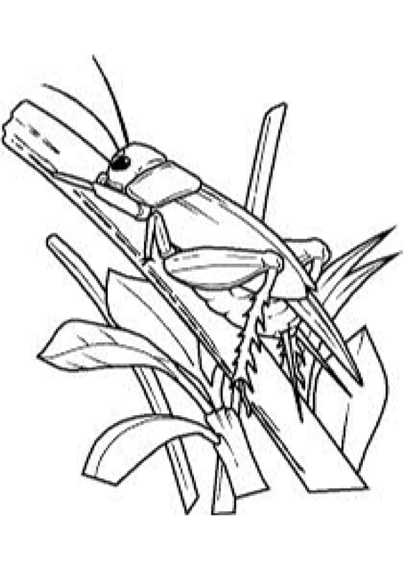 [insects_coloring_pages%2520%252811%2529%255B1%255D.png]