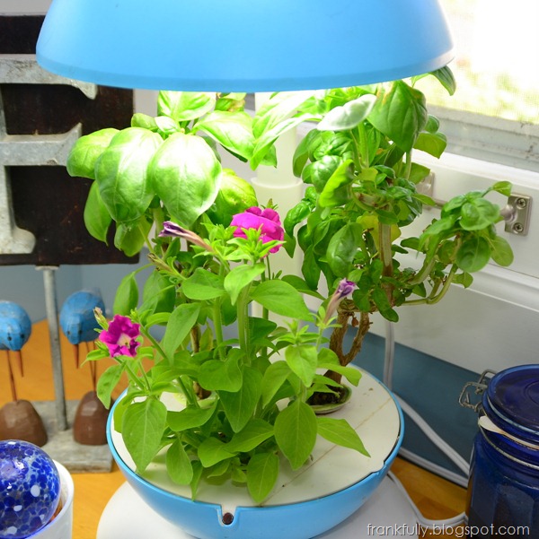 First flowers from the Love Blooms AeroGarden kit First flowers from the Love Blooms AeroGarden kit