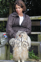Falconry display