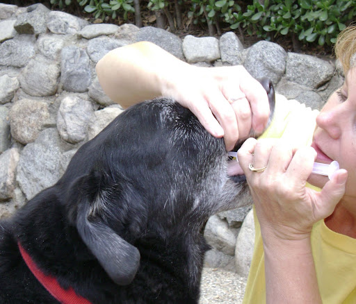 According one of Denise's students, the biggest benefit of taking a pet CPR class was that it gave her 
