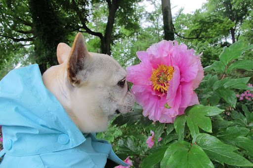 Francesca, this was an amazing bloom and the fragrance is heavenly!  However, it's turning brown on the edge of the petals.