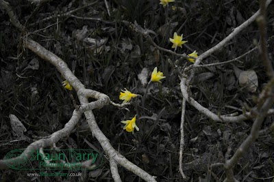 Glendurgan Garden-9.jpg