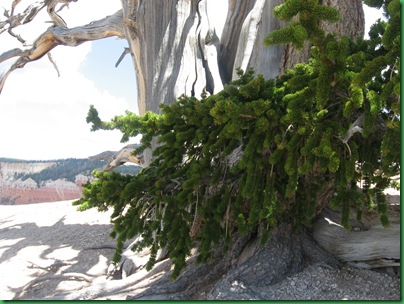 Bristle Cones at Cedar Breaks 090