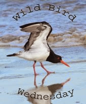 Wild Bird Wednesday Wild Bird Wednesday