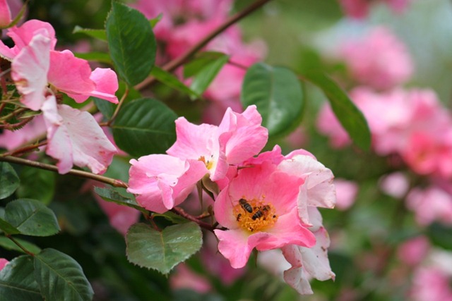 [rose-bees2.jpg]