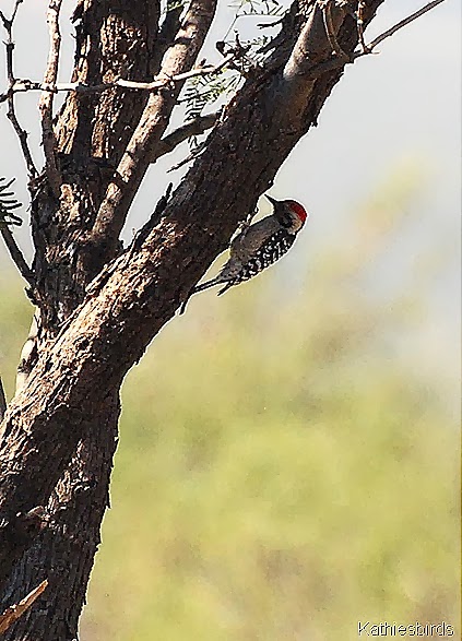 13. ladder-backed woodpecker in Rodeo-kab
