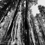 Redwood Canyon - Sequoia e Kings Canyon NP, California. EUA