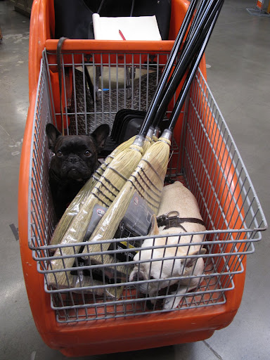 OK, Sharkey - Now that I've given you some more space, let me ask you a question.  Did you know that Martha has a really great paint line at The Home Depot?
