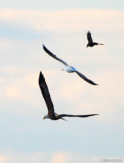 16. Plum Is. Eagle, gull, crow-kab