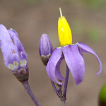 Morelle douce amere.JPG