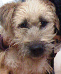 SEBASTAN
Hermoso y juguetón, tuvo fractura en ambas patitas traseras, pero ahora está my bien y listo para irse en adopción.
