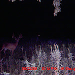 nichols deer 220.JPG