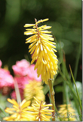 LG_Kniphofia_ShiningSceptre_RHPokers2