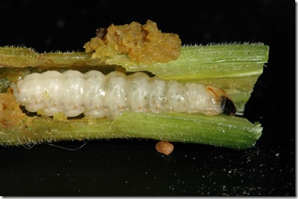 Squash vine borer maggot