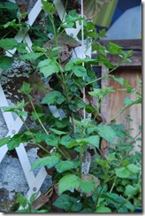 DSC_0060 DSC_0060