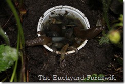 strawberries - The Backyard Farmwife