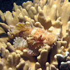 Scorpion fish