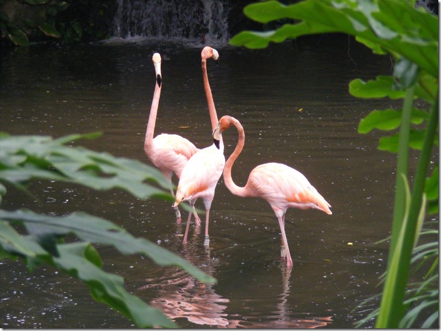 Jurong Bird Park 5