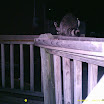 Racoon 010.JPG