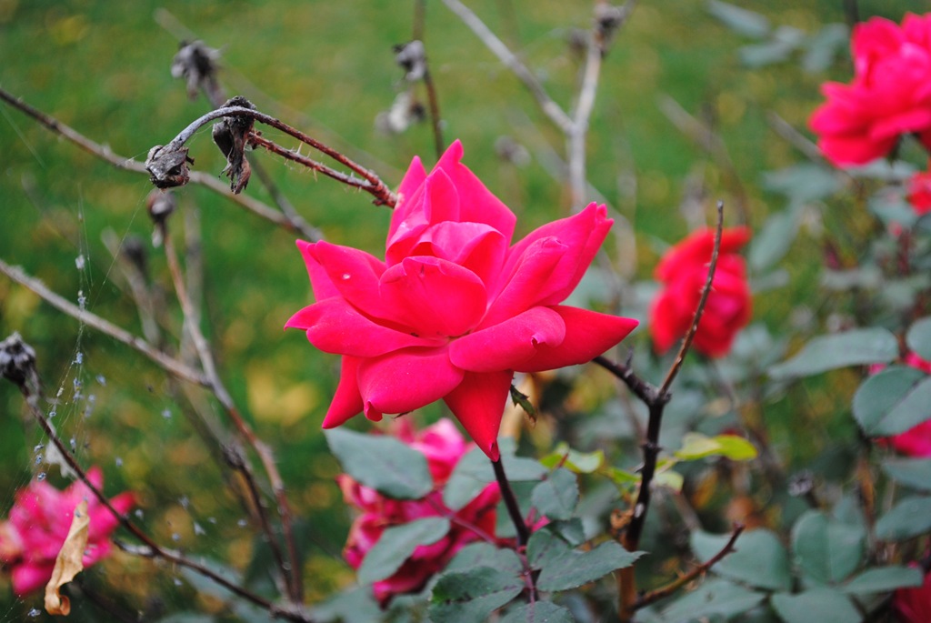 [DSC_1906%255B4%255D.jpg]