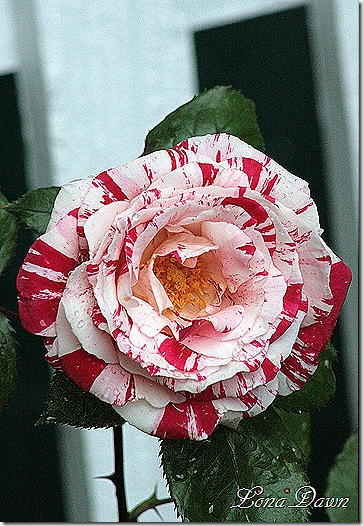 Rose_Scentimental_Blooms3