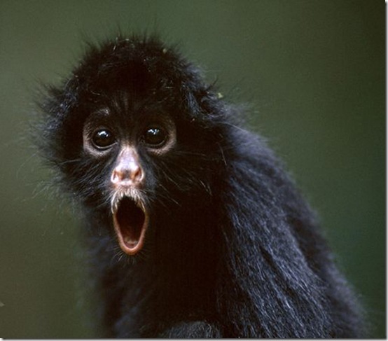animals-worried-face-35
