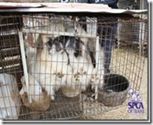 SPCA rescuing 120 neglected cats and dogs in Duncanville today