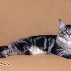 IW SGC Mainette P. S. I Love You of MTNest, OD squeaky1.jpg