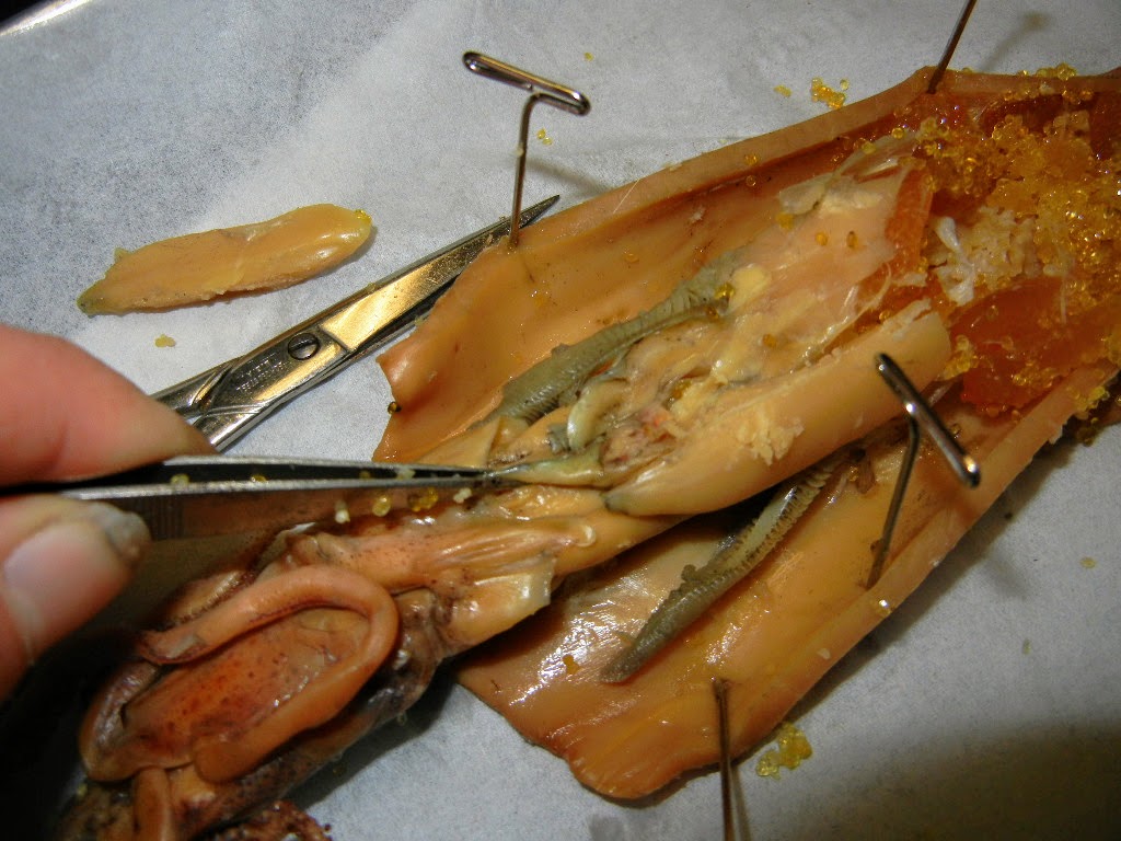 Labeled Dissected Squid