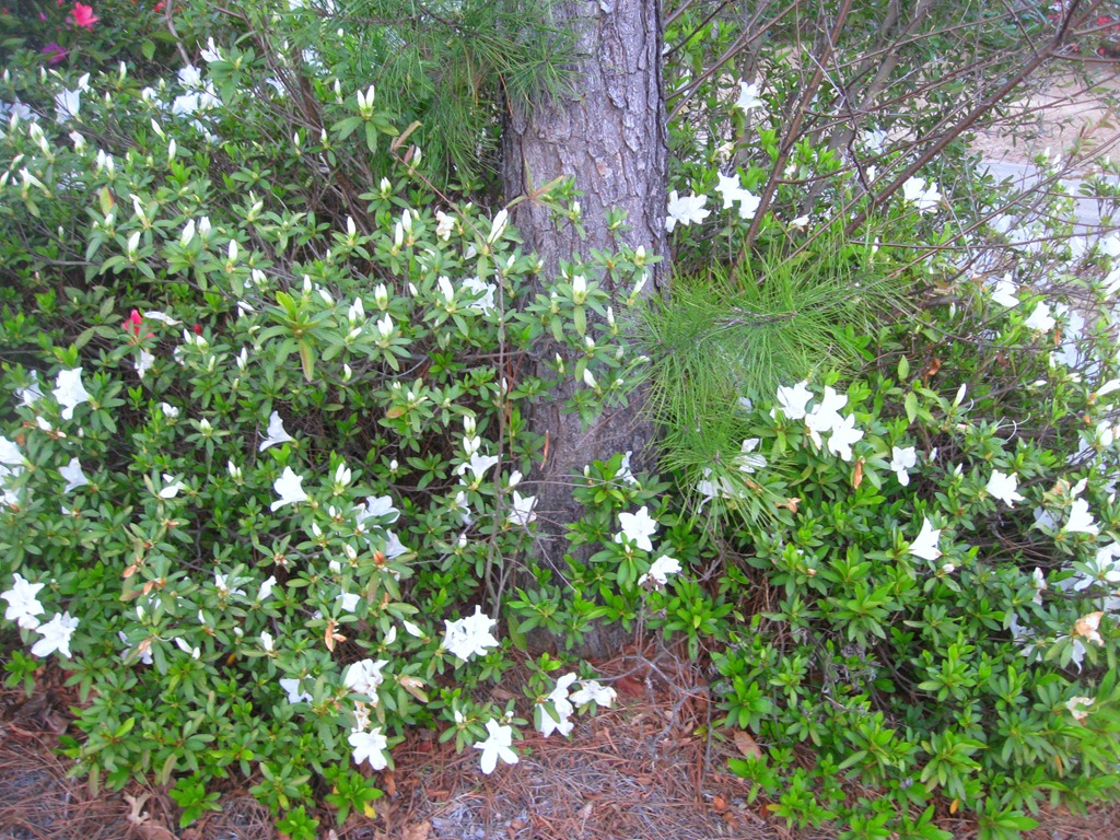 [early%2520spring%2520001%255B4%255D.jpg]