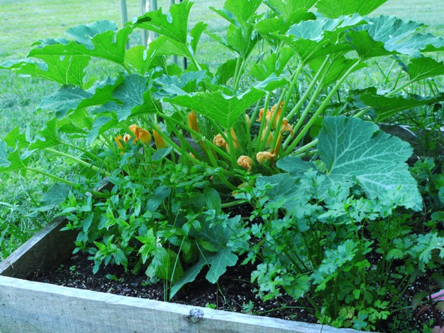 garden_zucchini