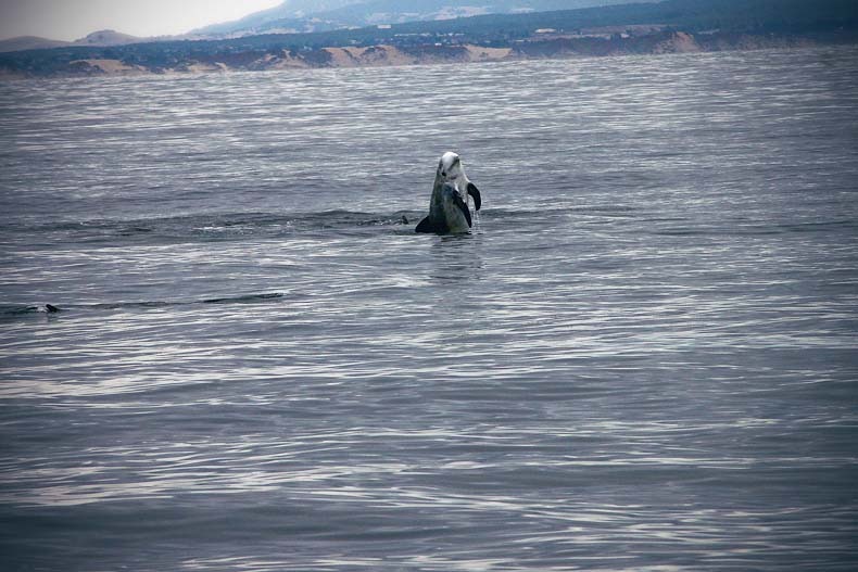 [dolphin-25.jpg]