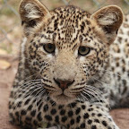leopard_ella.jpg