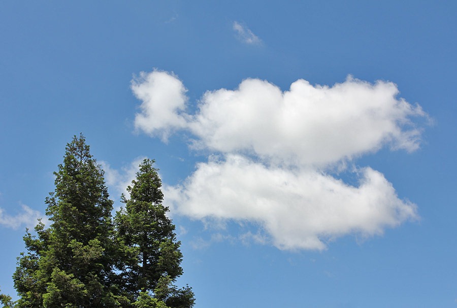 [110607_clouds_redwoods%255B2%255D.jpg]